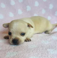 Sunny, a male Chihuahua for sale in Vilonia, AR – 4 of 4