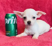 Remi , a male Chihuahua for sale in Vilonia, AR – 5 of 9