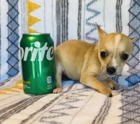 Flower, a female Chihuahua for sale in Vilonia, AR – 2 of 4