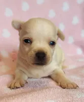 Boujee , a male Chihuahua for sale in Vilonia, AR – 1 of 4