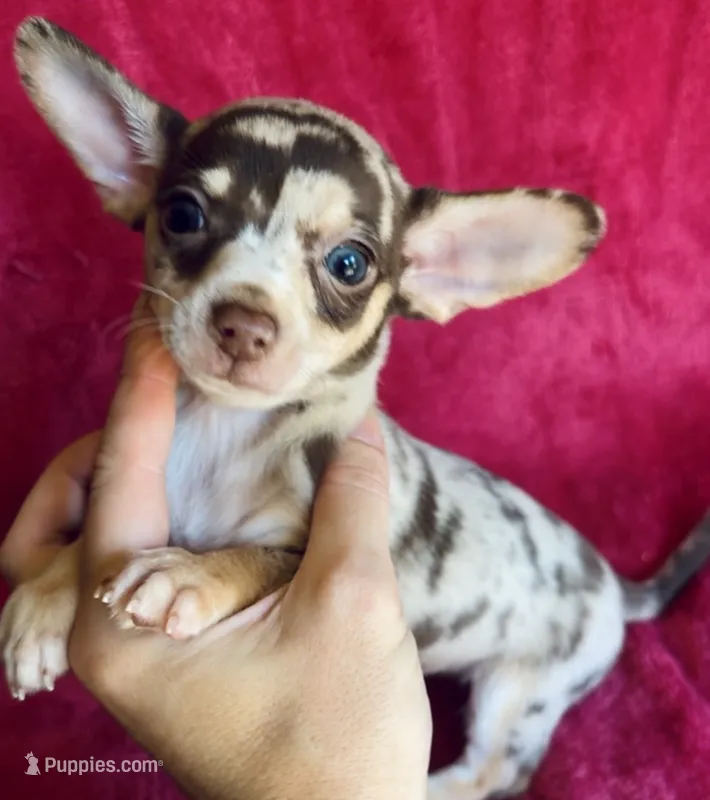 Jupiter  – Chihuahua puppy for sale in Vilonia, AR