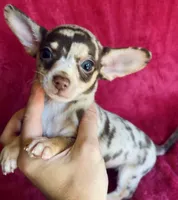 Jupiter , a male Chihuahua for sale in Vilonia, AR – 1 of 7