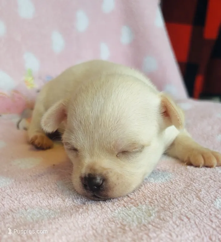 Remi  – Chihuahua puppy for sale in Vilonia, AR