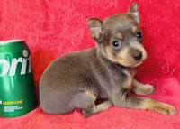 Zuko, a male Miniature Pinscher for sale in Vilonia, AR – 3 of 4
