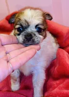 Biscuit , a male Chihuahua for sale in Vilonia, AR – 7 of 10