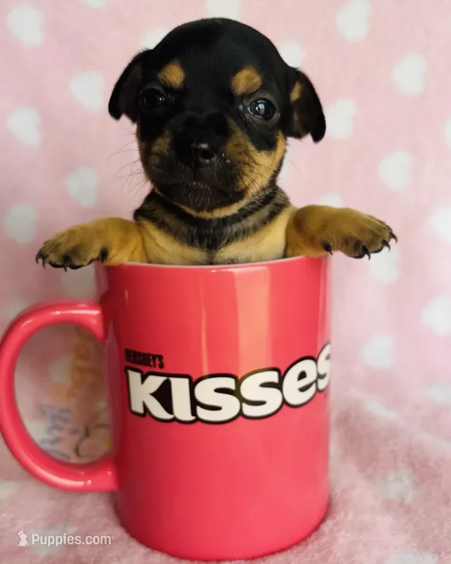 Fancy – Chihuahua puppy for sale in Vilonia, AR