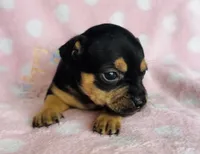 Fancy, a female Chihuahua for sale in Vilonia, AR – Photo 2 of 2