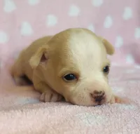 Nacho, a male Chihuahua for sale in Vilonia, AR – 2 of 4