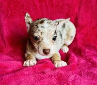 Pluto, a male Chihuahua for sale in Vilonia, AR – 6 of 7