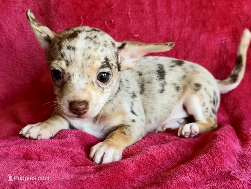 Pluto – Chihuahua puppy for sale in Vilonia, AR