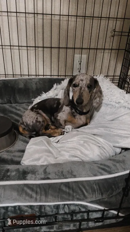 Benjamin – Miniature Dachshund puppy for sale in Vilonia, AR