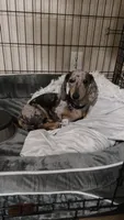 Benjamin, a male Miniature Dachshund for sale in Vilonia, AR – 1 of 3