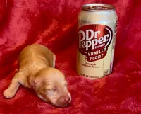Butterscotch , a male Miniature Dachshund for sale in Vilonia, AR – 2 of 2