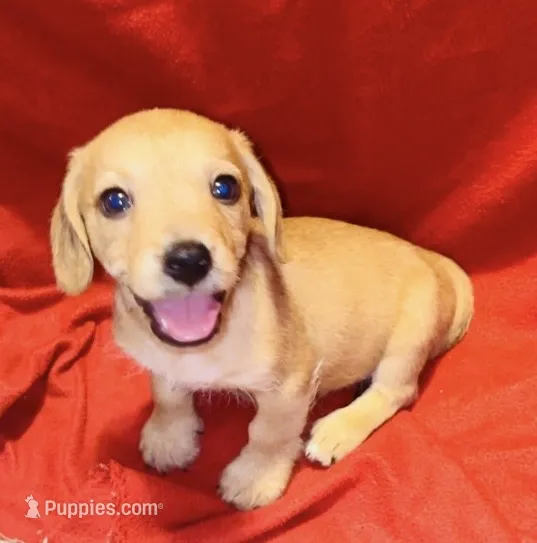 Marley – Miniature Dachshund puppy for sale in Vilonia, AR