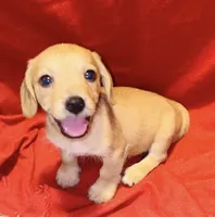Marley, a male Miniature Dachshund for sale in Vilonia, AR – 1 of 2