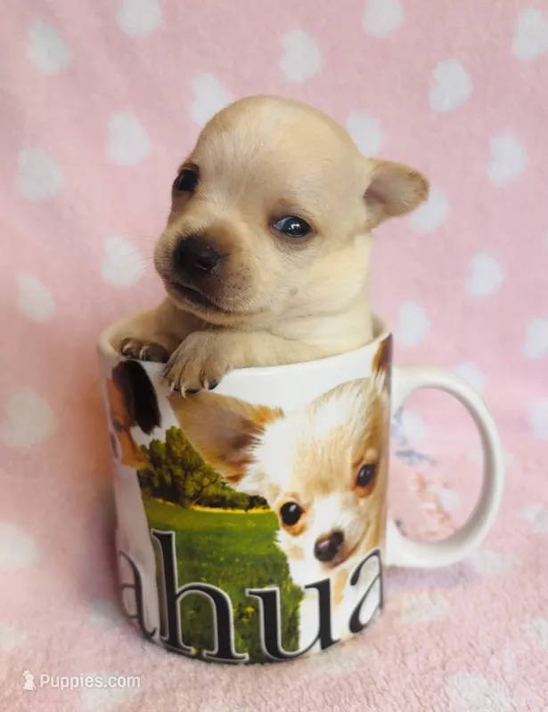 Sunny – Chihuahua puppy for sale in Vilonia, AR