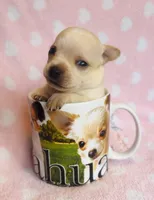 Sunny, a male Chihuahua for sale in Vilonia, AR – 1 of 4