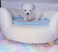 Cotton, a female Maltese for sale in Vilonia, AR – 1 of 1