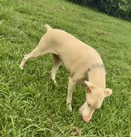 Ava, a female Doberman Pinscher for sale in Vilonia, AR – 1 of 3