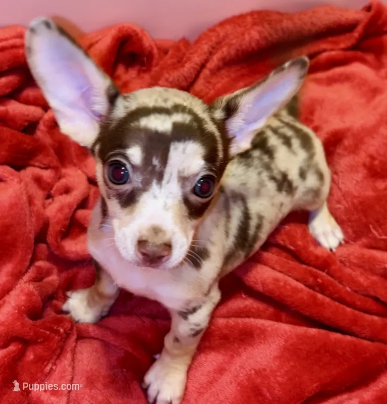 Jupiter  – Chihuahua puppy for sale in Vilonia, AR