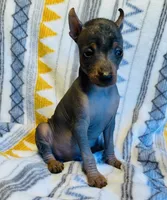 Sarge, a male Chinese Crested and Miniature Pinscher for sale in Vilonia, AR – 1 of 3