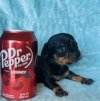 Trinket, a female Miniature Dachshund for sale in Vilonia, AR – Photo 3 of 3