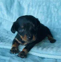 Trinket, a female Miniature Dachshund for sale in Vilonia, AR – Photo 2 of 3