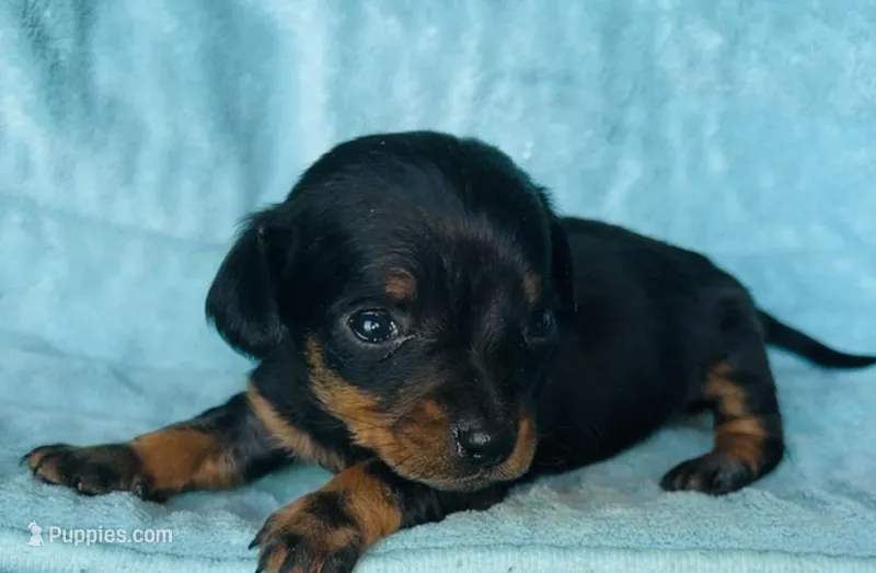 Trinket, a female Miniature Dachshund for sale in Vilonia, AR – Photo 1 of 3
