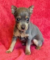 Zuko, a male Miniature Pinscher for sale in Vilonia, AR – 4 of 4