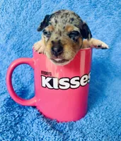 Zelda, a female Miniature Pinscher for sale in Vilonia, AR – 2 of 5