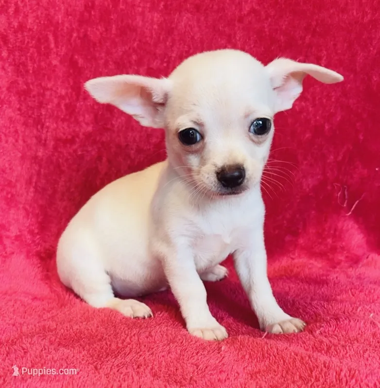 Remi  – Chihuahua puppy for sale in Vilonia, AR
