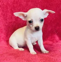Remi , a male Chihuahua for sale in Vilonia, AR – 4 of 9