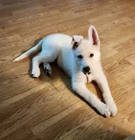 Angel, a female German Shepherd Dog for sale in Vilonia, AR – 4 of 4