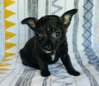 Reaper, a male Chihuahua for sale in Vilonia, AR – 5 of 5
