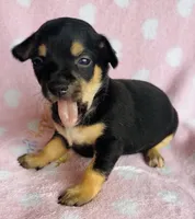 Azora, a female Chihuahua for sale in Vilonia, AR – Photo 1 of 2