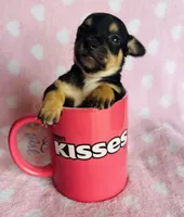 Azora, a female Chihuahua for sale in Vilonia, AR – Photo 2 of 2