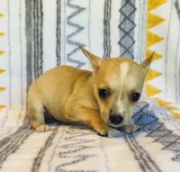Flower, a female Chihuahua for sale in Vilonia, AR – 3 of 4