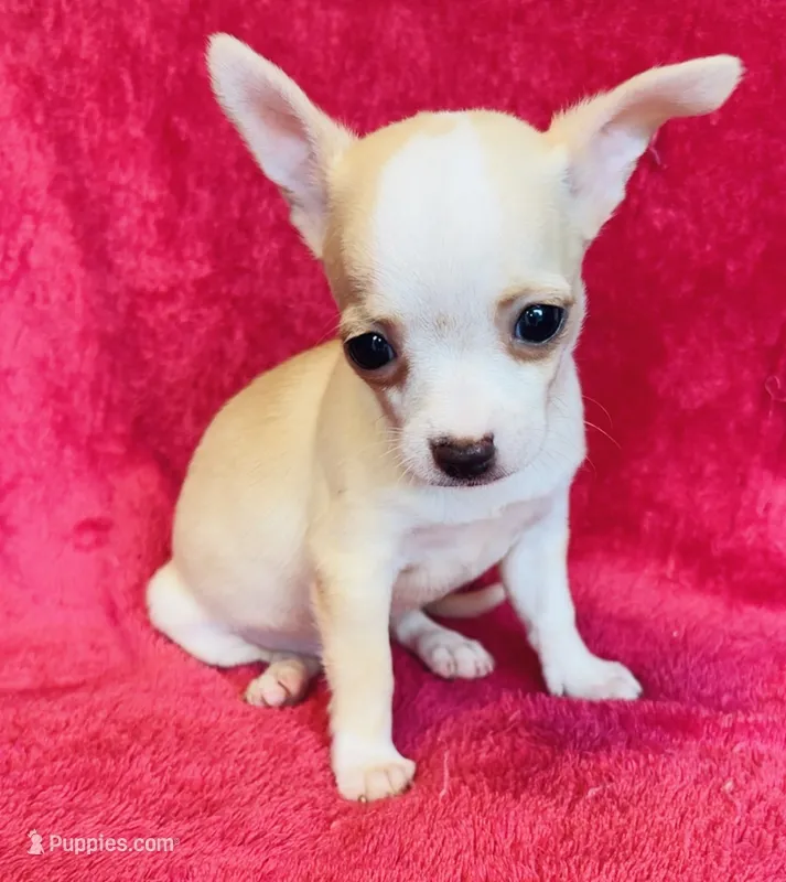 Nacho – Chihuahua puppy for sale in Vilonia, AR