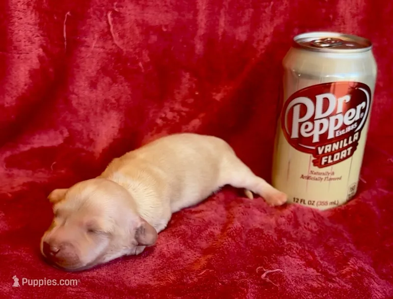 Gold Chain  – Miniature Dachshund puppy for sale in Vilonia, AR