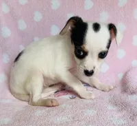 Monica, a female Chihuahua for sale in Vilonia, AR – 3 of 3