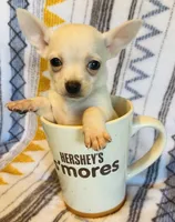Remi , a male Chihuahua for sale in Vilonia, AR – 7 of 9