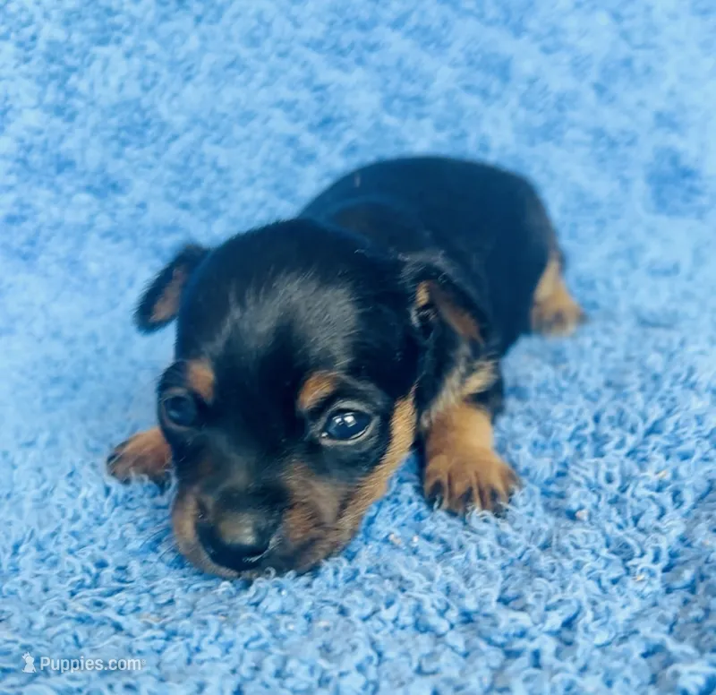 Spike  – Miniature Pinscher puppy for sale in Vilonia, AR