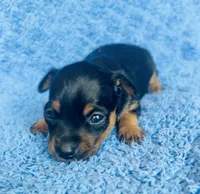 Spike , a male Miniature Pinscher for sale in Vilonia, AR – 1 of 5