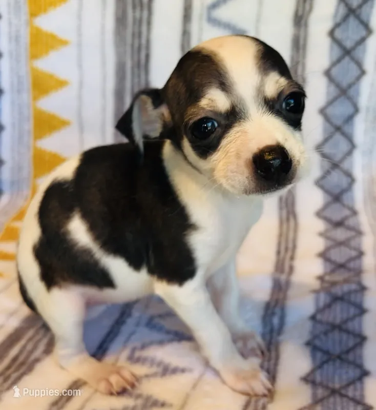 Trish – Chihuahua puppy for sale in Vilonia, AR