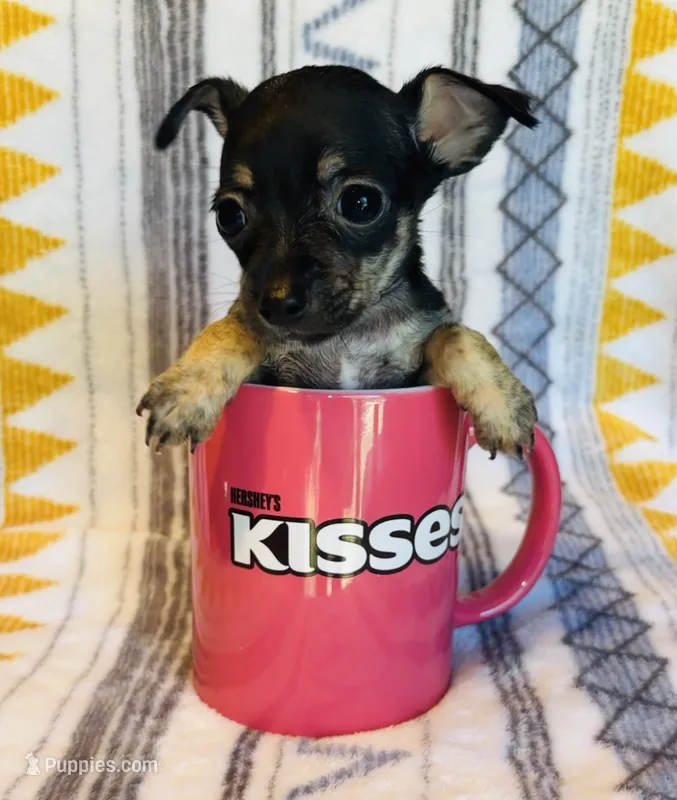 Cricket – Chihuahua puppy for sale in Vilonia, AR