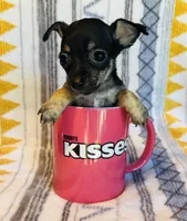 Cricket, a female Chihuahua for sale in Vilonia, AR – 1 of 5