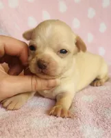 Buster, a male Chihuahua for sale in Vilonia, AR – 4 of 4