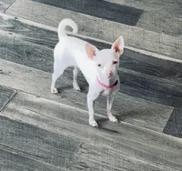 Bartok, a male Chihuahua for sale in Vilonia, AR – 8 of 9