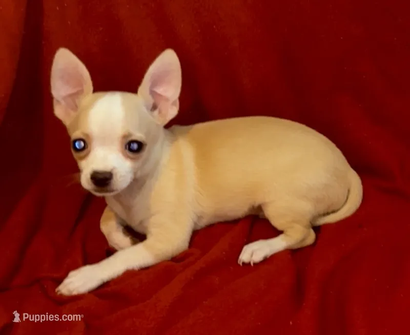 Nacho – Chihuahua puppy for sale in Vilonia, AR