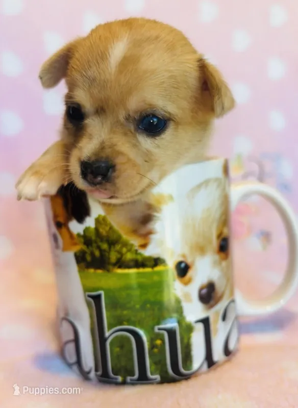 Bowser – Chihuahua puppy for sale in Vilonia, AR